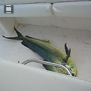 Picture 050